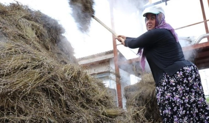 Adana'da geleneksel hasat: 5 yıl önce ekildi her sene verimi artıyor...