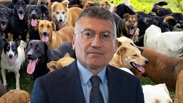 AKP'li Güler'den &quot;sokak hayvanları&quot; açıklaması