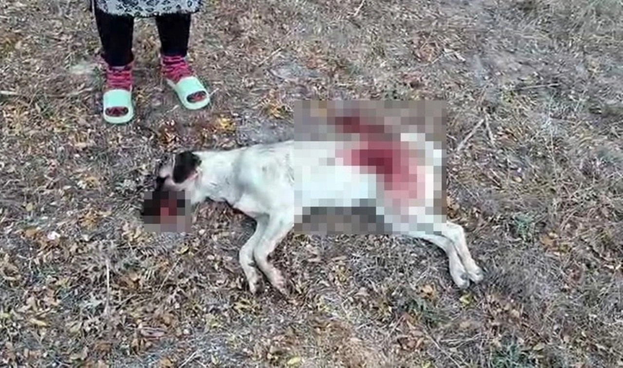 Antalya'da vahşet: Tüfekle komşusunun beslediği köpeği öldürdü, serbest bırakıldı!