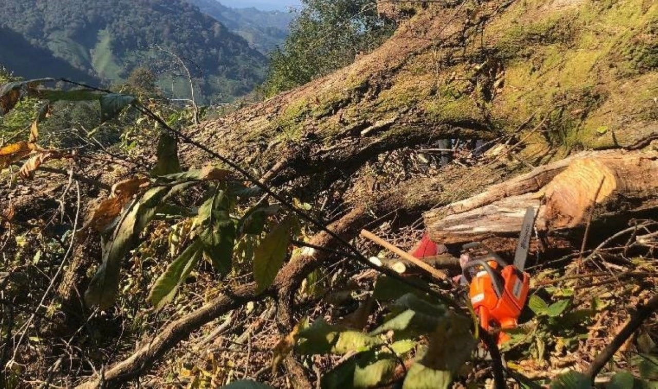 Artvin’de acı ölüm: Kestiği ağacın altında kaldı!