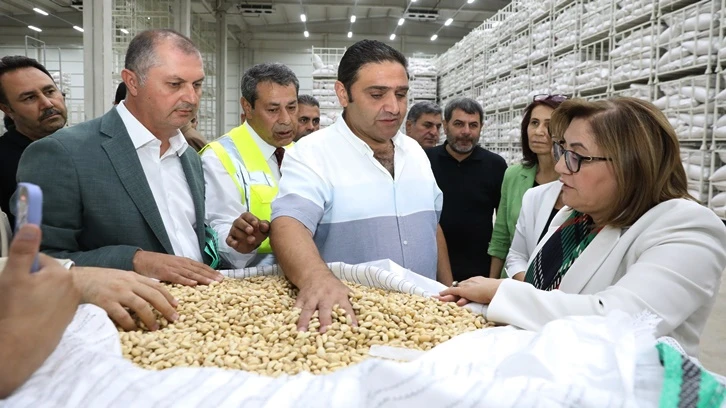 Antep Fıstığı Lisanslı Depo'da fıstık alımı sürüyor