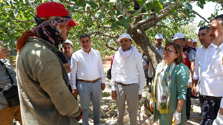 Büyükşehir şirketleri Antep fıstığı alacak...