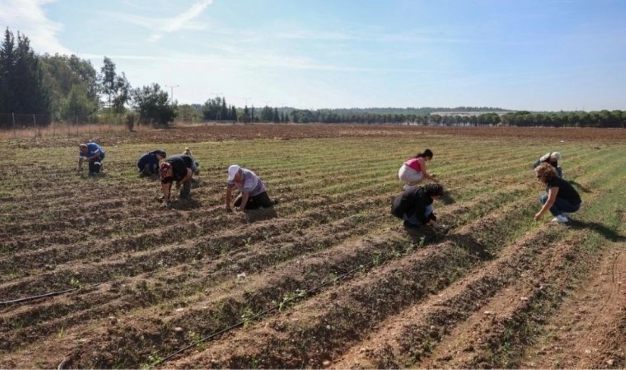 CHP’li kadınlar, bağış arazisine 8 bin fide dikti