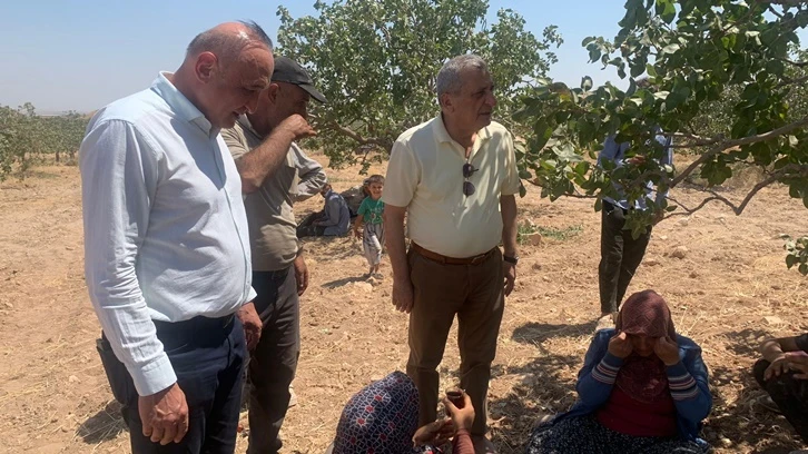 CHP'li vekiller büyük miting öncesi fıstık tarlalarında