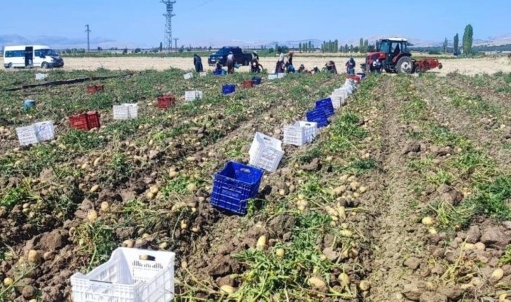 Çöl Ovası'nda hasat başladı: Hedef 120 bin ton