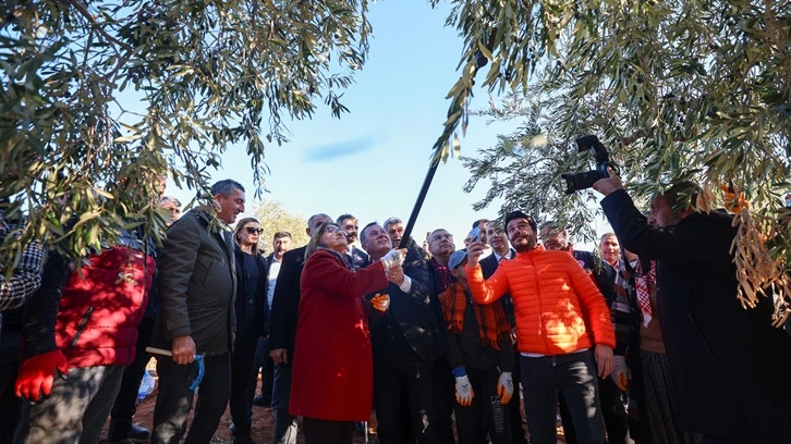 Fatma Şahin, zeytin hasat etkinliğine katıldı