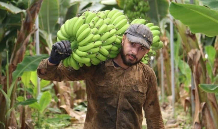 Hatay'da hasat başladı: Markette fiyatı 4 katı...