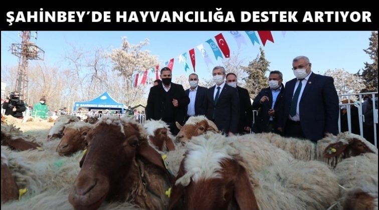 Hayvan yetiştiricilerinin yüzü güldü!