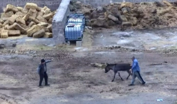 Kayseri'de çiftlikte dehşet: Eşeği bıçaklayarak, atları zehirleyerek öldürdüler!