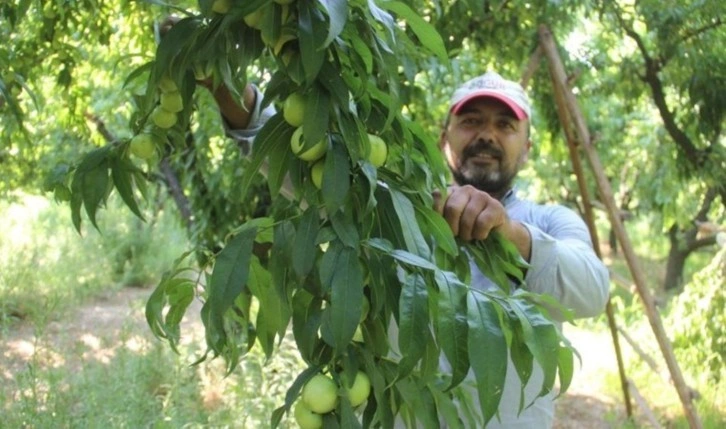 Kaz Dağları'nın kuzey yamaçlarında yetişiyor: 3 dönemde hasat ediliyor! Kilosu 20 TL....