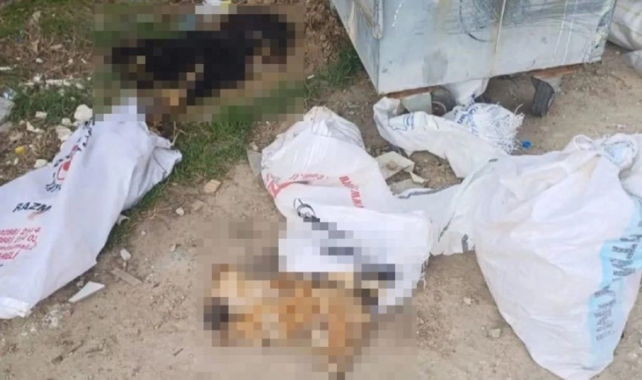 Kırklareli’nde 11 köpek ve 1 kuzu ölü bulundu