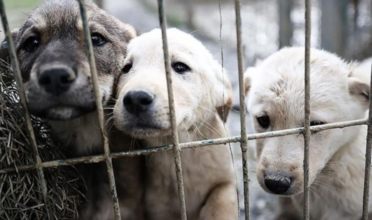 Köpeği tüfekle öldüren şahıs gözaltına alındı