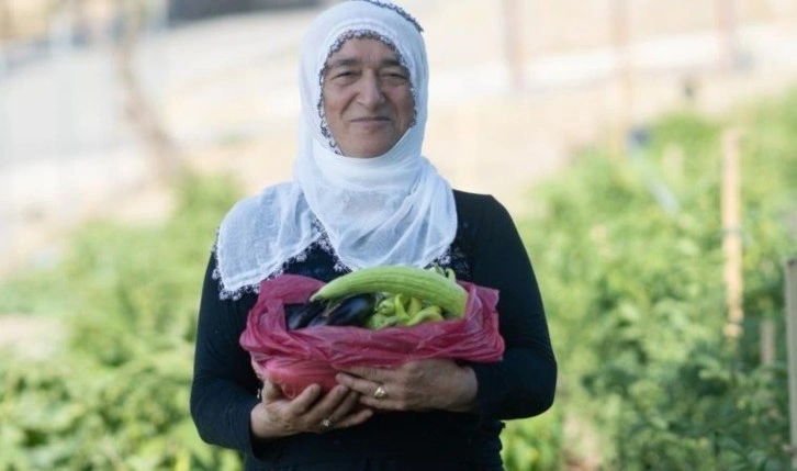 Mahalle bostanında hasat zamanı: 137 kadın tarafından yetiştiriliyor