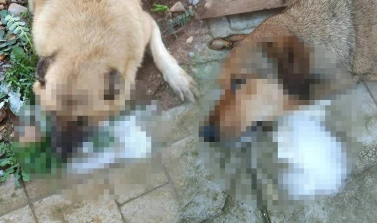 Manisa'da katliam! Köpekleri zehirleyerek öldürdüler!