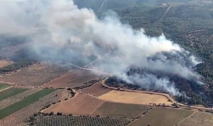 Manisa'da orman yangını