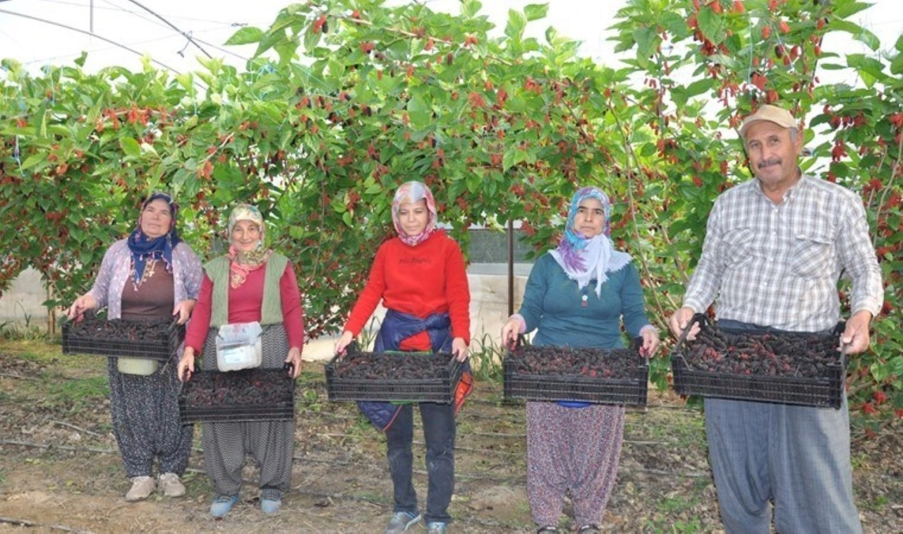 Mersin'de örtü altında hasat başladı: Ağaç başına 60 kg ürün alıyor...