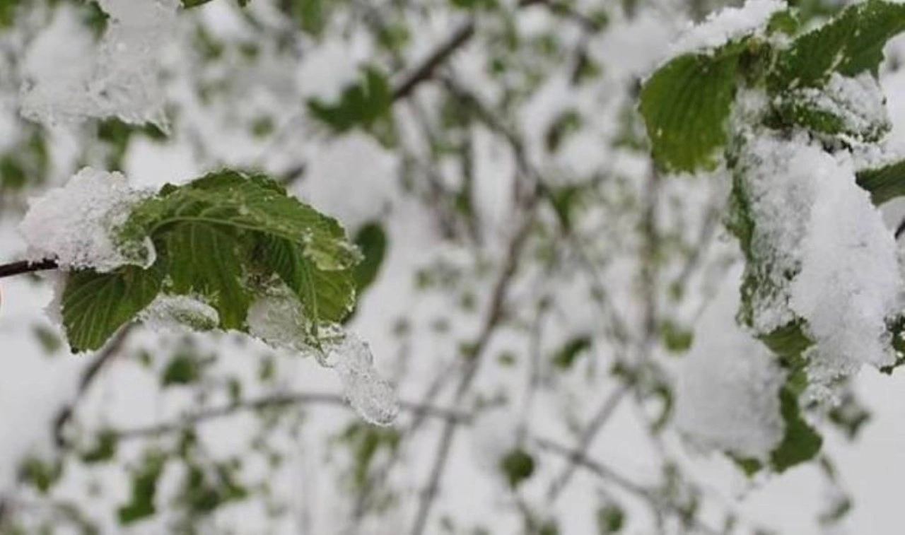 Meteoroloji'den 'zirai don' uyarısı