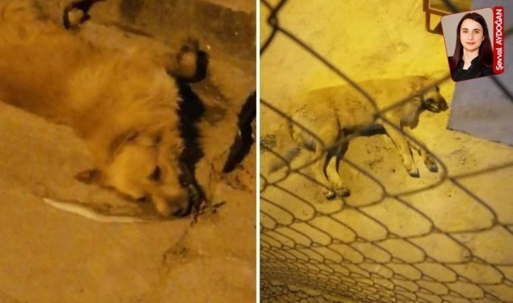 Muğla’da 3 köpek zehirlendi