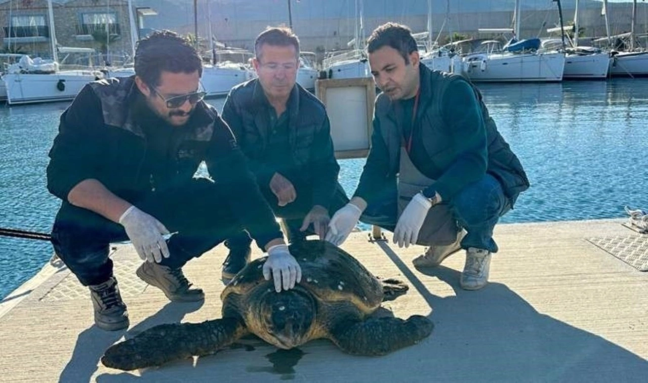 Muğla’da yaralı caretta caretta bulundu: Tedaviye alındı