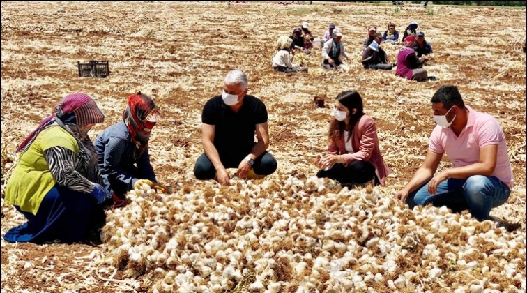 Oğuzeli'nde sarımsak hasadı...