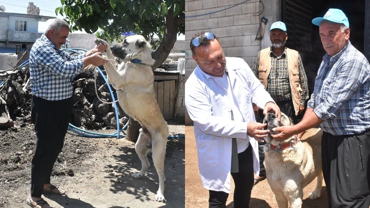 Şahinbey Belediyesi çoban köpeklerini korumaya alıyor