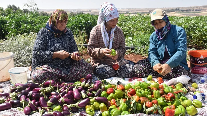 Şahinbey'in fideleri kurutmalık oluyor...