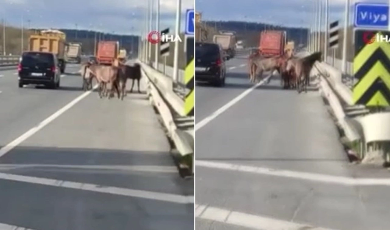 Şaşkına çeviren görüntü... Başıboş atlar trafiği birbirine kattı