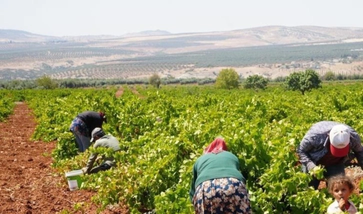 Sınırın sıfır noktasında hasat başladı: Tarlada 16, markette 40 TL satılıyor