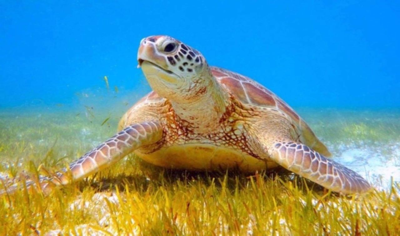 Son bir ayda ikinci vaka: Bodrum sahilinde ölü caretta caretta bulundu