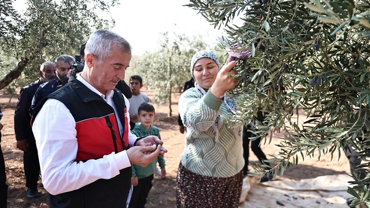 Tahmazoğlu çiftçilerle zeytin topladı