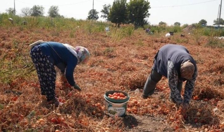 Tarlada kalan domateslerini İhtiyaç sahiplerine dağıttı