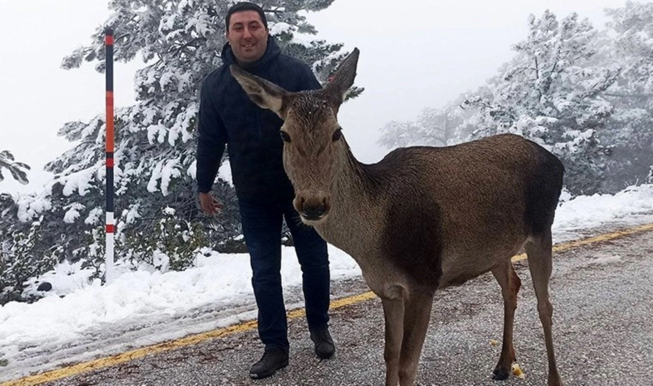 Yolda karşılarına çıkan kızılgeyiği beslediler