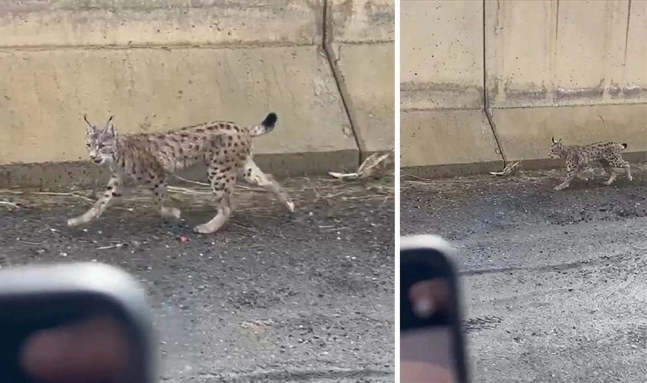 Yüksekova’da nesli tehlike altında olan vaşak görüntülendi