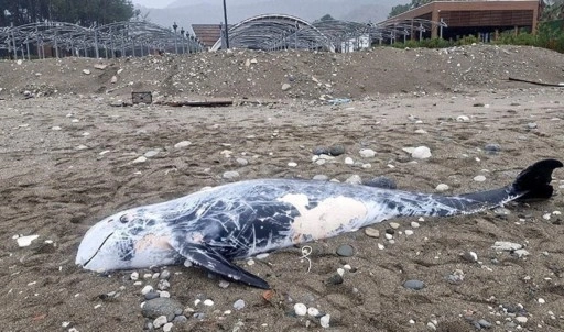 Antalya'da ölü yunus sahile vurdu