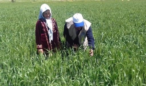 BM Gıda ve Tarım Örgütü, Suriye'deki görevlerini askıya aldı