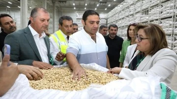 Antep Fıstığı Lisanslı Depo'da fıstık alımı sürüyor