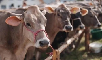 Denizli’de sığır cinsi hayvanlar kimliklendiriliyor