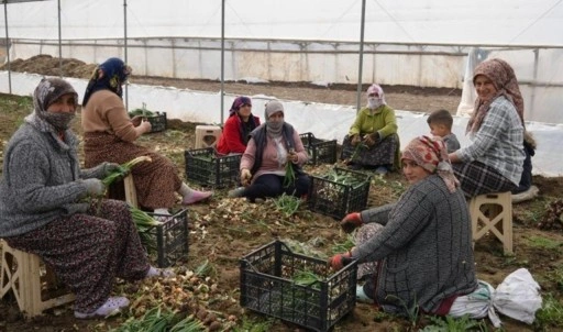 Doğu'nun Çukurova'sında hasat başladı: Bin dönümde yetişiyor...