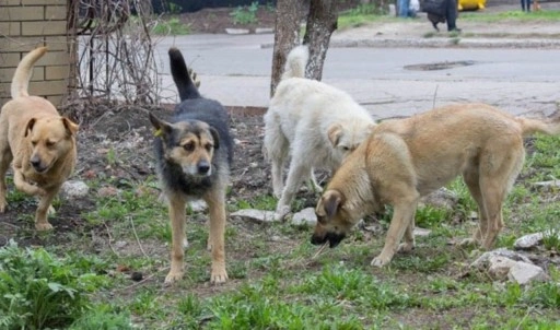 Erzurum Belediyesi yine ‘köpek toplama’ ihalesine çıkıyor: Rantta sınır tanımıyorlar!