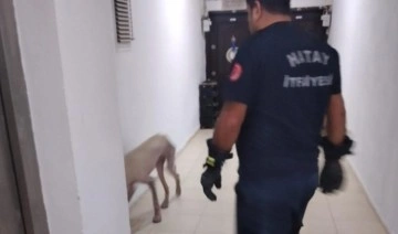 Hassa'da apartmanda mahsur kalan köpek kurtarıldı