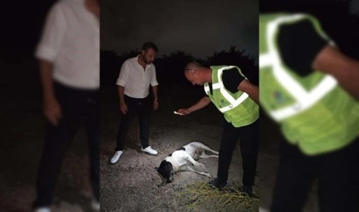 Hatay'da 11 köpek ölü bulundu