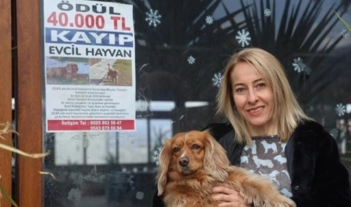 Hatay'da kaybolan İngiliz Cocker cinsi köpeğini bulana 40 bin TL ödül verecek