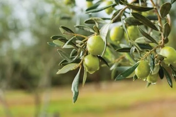 İhracatta kısıtlama kararı domatesin ardından zeytinyağı üreticisini vuracak: Zeytin dalda kalacak