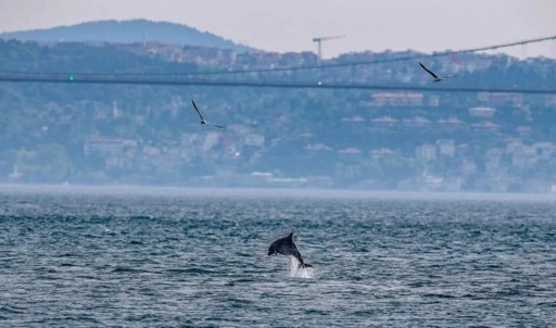 İstanbul Boğazı'nın yunusları açlıktan zayıfladı: 'Strese girmiş olabilirler'