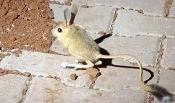 Adıyaman'da kanguru faresi görüldü!
