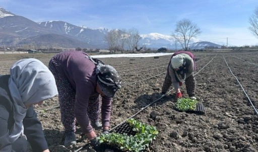 Sadece Erzincan Ovası’nda yetişiyor: 70 gün sonra hasat edilecek! Aşırı talep görüyor....