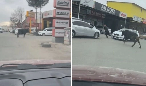 Sanayi sitesine giren boğa, esnafı kovaladı