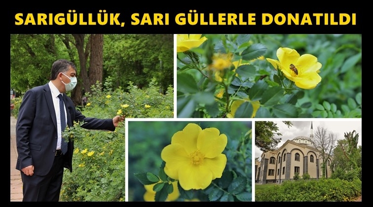 Sarıgüllük Mahallesi, sarı güllerle donatıldı...