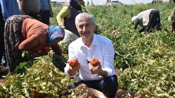 Tahmazoğlu, çiftçilerle birlikte domates topladı