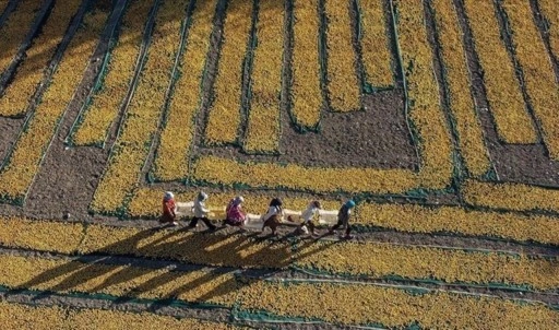 Türk tohumcular Rusya ile işbirliğini güçlendiriyor: 'Kalıcı ve yararlı sonuçlar sağlanacak